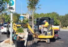 Monopoli, 24 nuovi alberi. Iaia: “Ogni foglia, ogni ramo, ogni radice è un abbraccio verde. La città verso un futuro più sostenibile”
