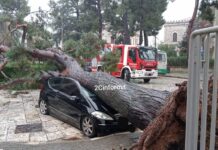 Maltempo, pino si abbatte sull’auto parcheggiata. Intervento dei Vigili del Fuoco di Monopoli