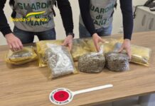 Pacchi di marijuana dalla California: monopolitano arrestato. Sequestrati 80mila euro