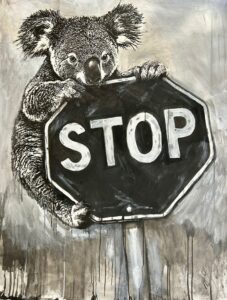 koala cocozza