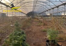 GdF Monopoli, il video del sequestro della marijuana: vendita illecita di cannabis anche su un sito web