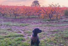 Aree contigue del Parco dell’Alta Murgia, dubbi e timori tra i cacciatori. Un incontro a Monopoli