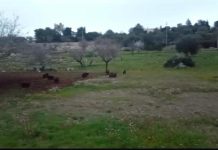 Emergenza cinghiali a Monopoli, il video. Petrosillo: “Trappole non risolutive”