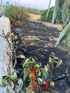 incendio capitolo macchia mediterranea