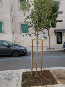 alberi e1763067389379