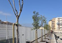 Monopoli, piantumati un centinaio di nuovi alberi. Iaia: “Il potenziamento del verde è una priorità”
