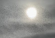 Stormi nel cielo di Monopoli, il video del volo in sincronia degli uccelli