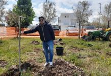 Monopoli, 147 alberi a rischio elevato da sostituire. Definito un piano per la sicurezza e valorizzazione del patrimonio arboreo
