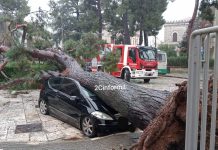 Iaia: “Monopoli non perderà un solo albero. Dal Pd lezioni di ambientalismo a intermittenza”