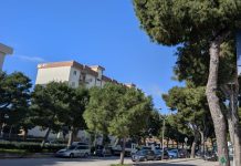 Monopoli, abbattimento alberi, SI: “Scelta politica basata sul risparmio. Quei fondi indirizzati su altri capitoli, forse elettoralmente più redditizi”