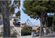 Monopoli, pini abbattuti, il Pd: “Meno illuminazioni e più alberi. Il verde non è un costo, è un investimento”