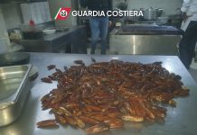 Nel ristorante in centro 5Kg di datteri di mare, denunciati anche 2 clienti che li mangiavano