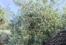 Monopoli, impatto tra auto: Volvo con turisti polacchi scaraventata contro un albero