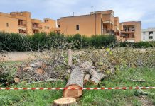 Monopoli, Legambiente: “Salvare i pini si può, basta copiare i rimedi adottati da amministratori più esperti e attenti al bene comune”