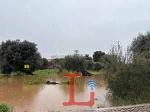 ulivi allagamentoooo 1