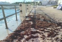 Portavecchia, Brescia: “Passeggiata tra le alghe”. In attesa delle barriere soffolte per proteggere la costa